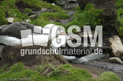 Schwarzbrauenalbatros (34 von 52).jpg